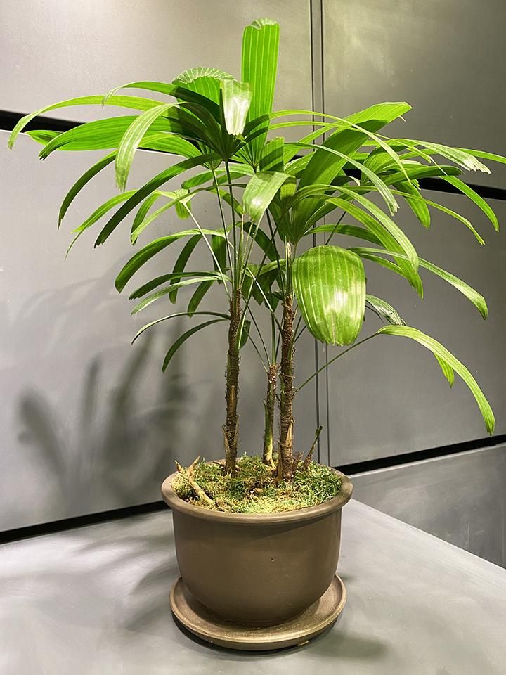 観音竹（Rhapis excelsa）の室内写真