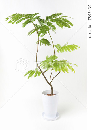 エバーフレッシュ（Pithecellobium/Albizia属）の室内写真