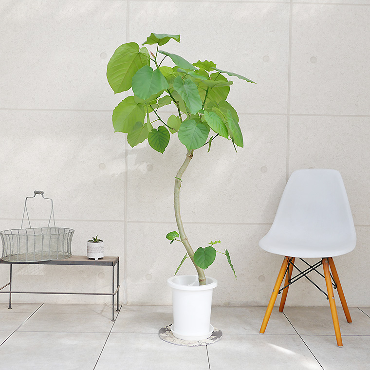 フィカス・ウンベラータ（Ficus umbellata）の室内写真