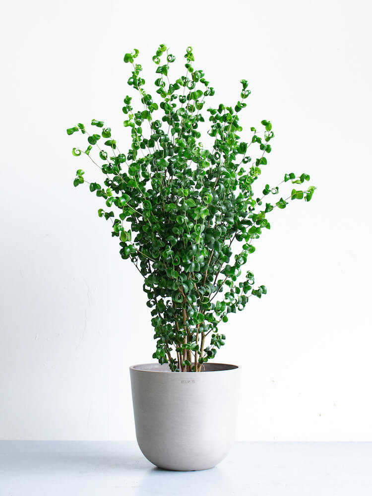 フィカス・ベンジャミン（Ficus benjamina）の室内写真